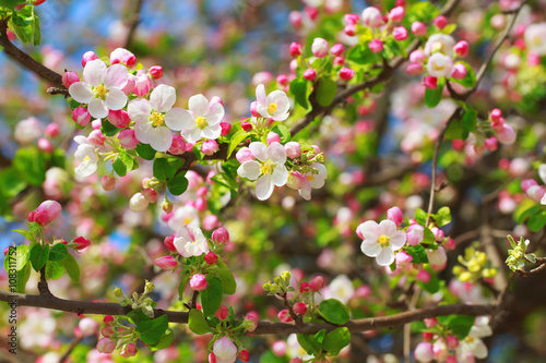 Apple blossom in sun rays. © viki2103stock