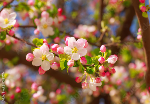 Apple blossom in sun rays.