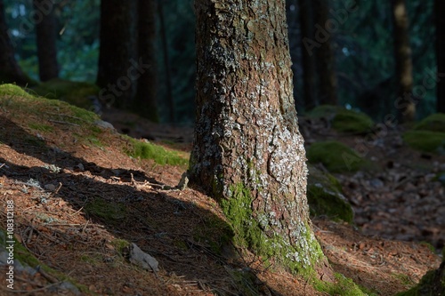 Forest tree detail