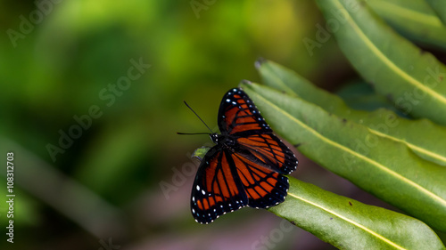 Photos Viceroy Butterfly, Everglades National Park, Florida