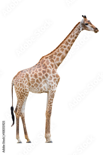 giraffe isolated on white background photo