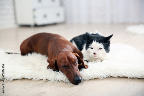 Beautiful cat and dachshund...