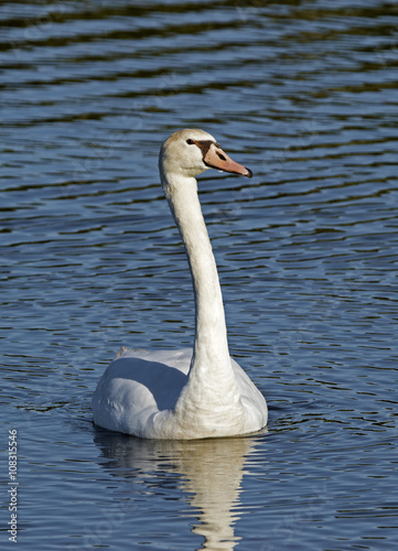 Fototapeta Naklejka Na Ścianę i Meble -  Mute Swan (Cygnus olor) gracefully floating in a clear blue lake.