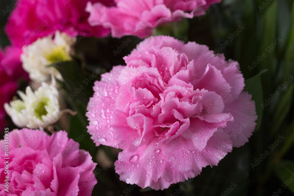 Carnations flower with water drop Carnations flower with water drop