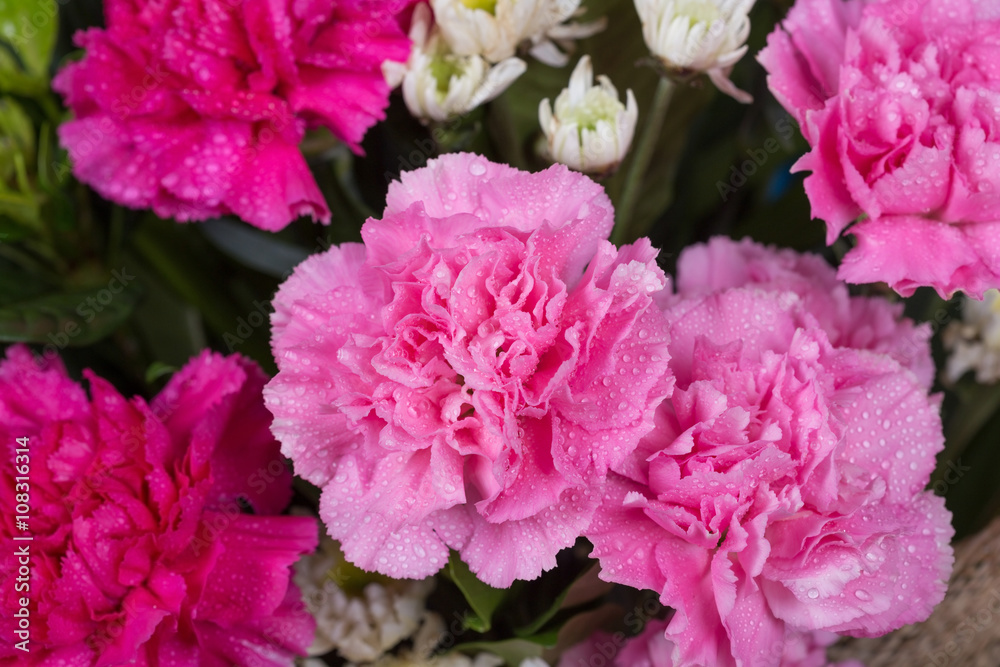 Carnations flower with water drop