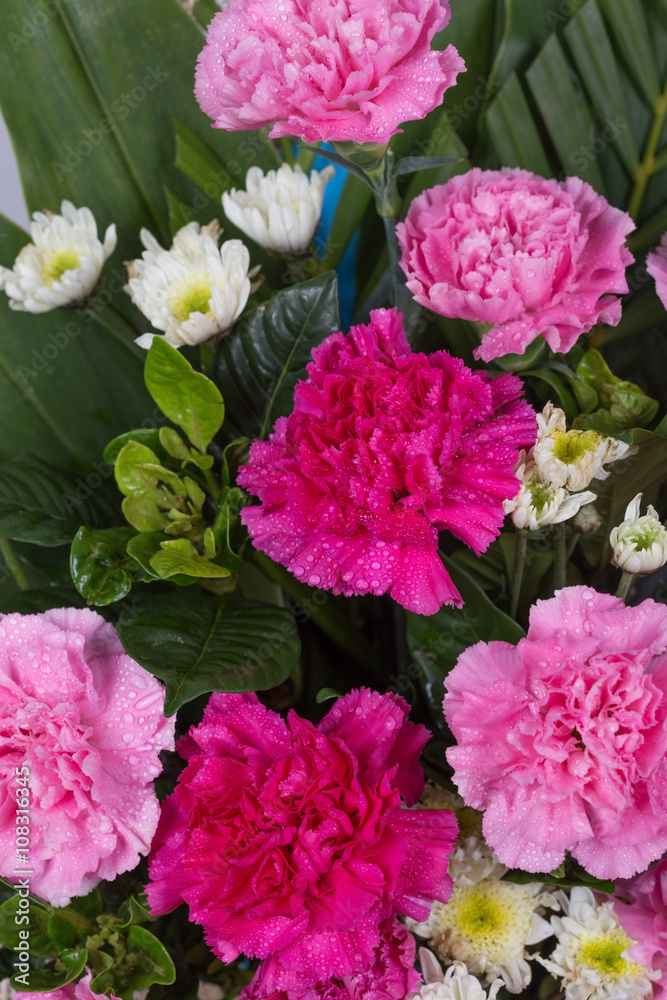 Fototapeta premium Carnations flower with water drop