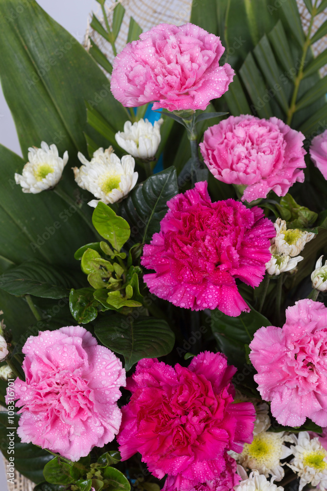 Obraz premium Carnations flower with water drop