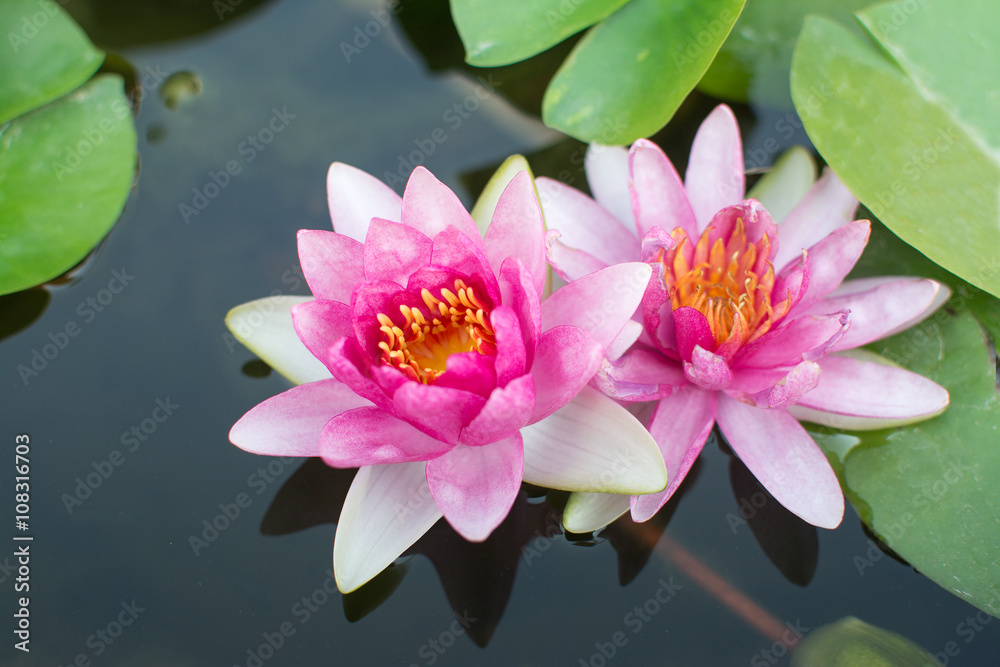 pink lotus pink lotus