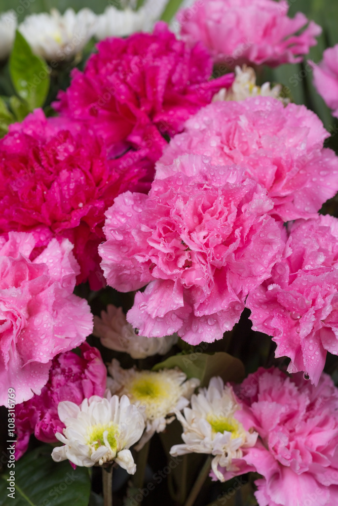 Carnations flower with water drop