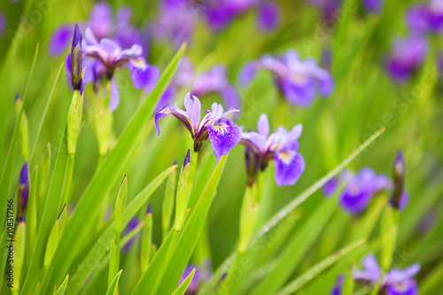 purple iris after a rain on the flowerbed