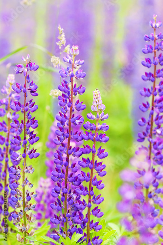 delicate flowers of purple lupine