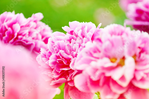 lush pink peony blossom in the summer garden © Anna Huchak