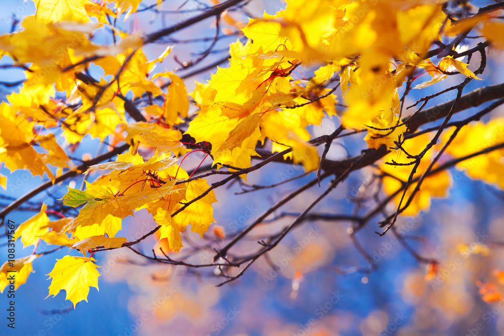 golden maple leaves on the branches against the blue sky golden maple leaves on the branches against the blue sky