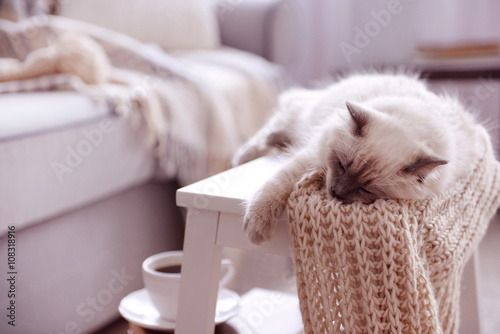 Color-point cat with scarf ...
