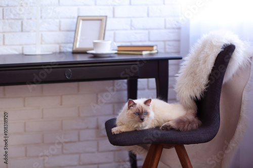 Color-point cat lying on bl...