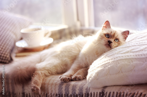 Fototapeta Naklejka Na Ścianę i Meble -  Color-point cat lying on pillow near the window in living room