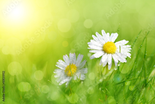 Fotografía Dewy daisy flowers in grass. Soft focus. Spring background.