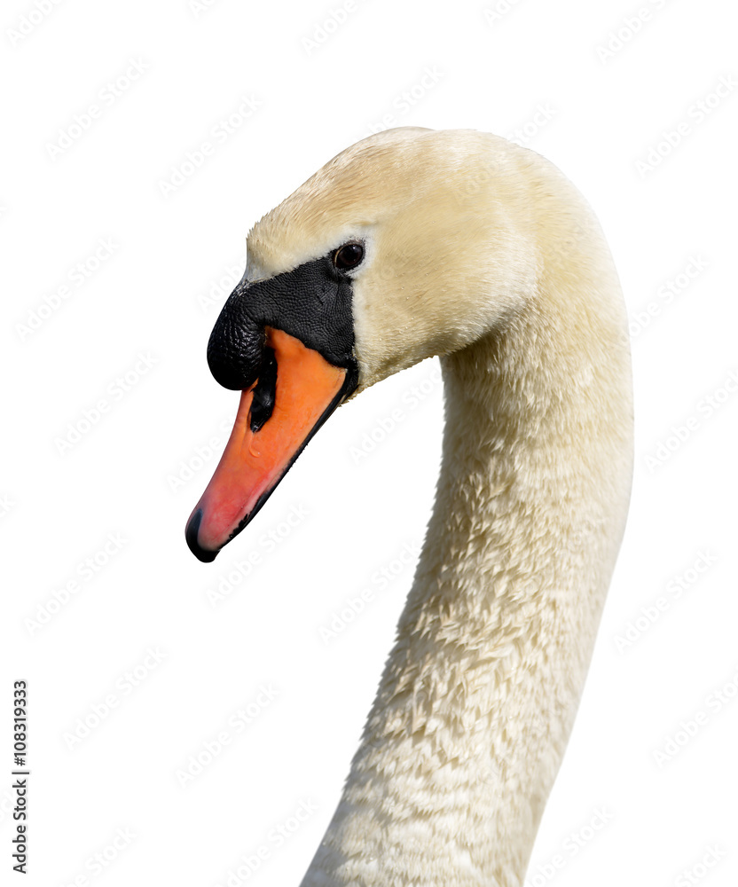 Naklejka premium White swan on white background.