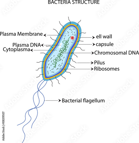  bacteria structure for you design