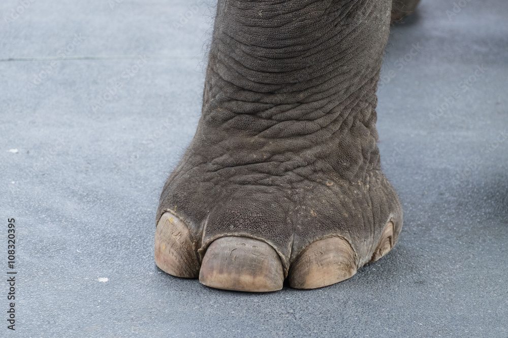 Fototapeta premium Big elephant leg and toe on cement road/Elephant leg 