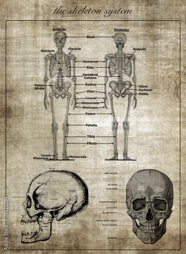 The human skeleton system, part of body photo