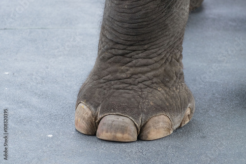 Big elephant leg and toe on cement road/Elephant leg  

