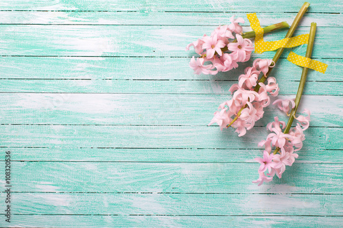 Background  with fresh  pink flower on aquamarine  wooden planks