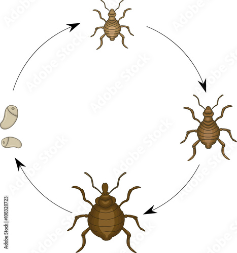 louse cartoon