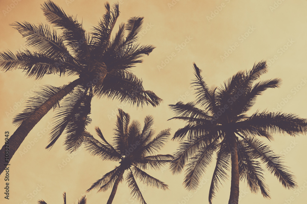 Fototapeta premium Silhouette palm tree with vintage filter (background)