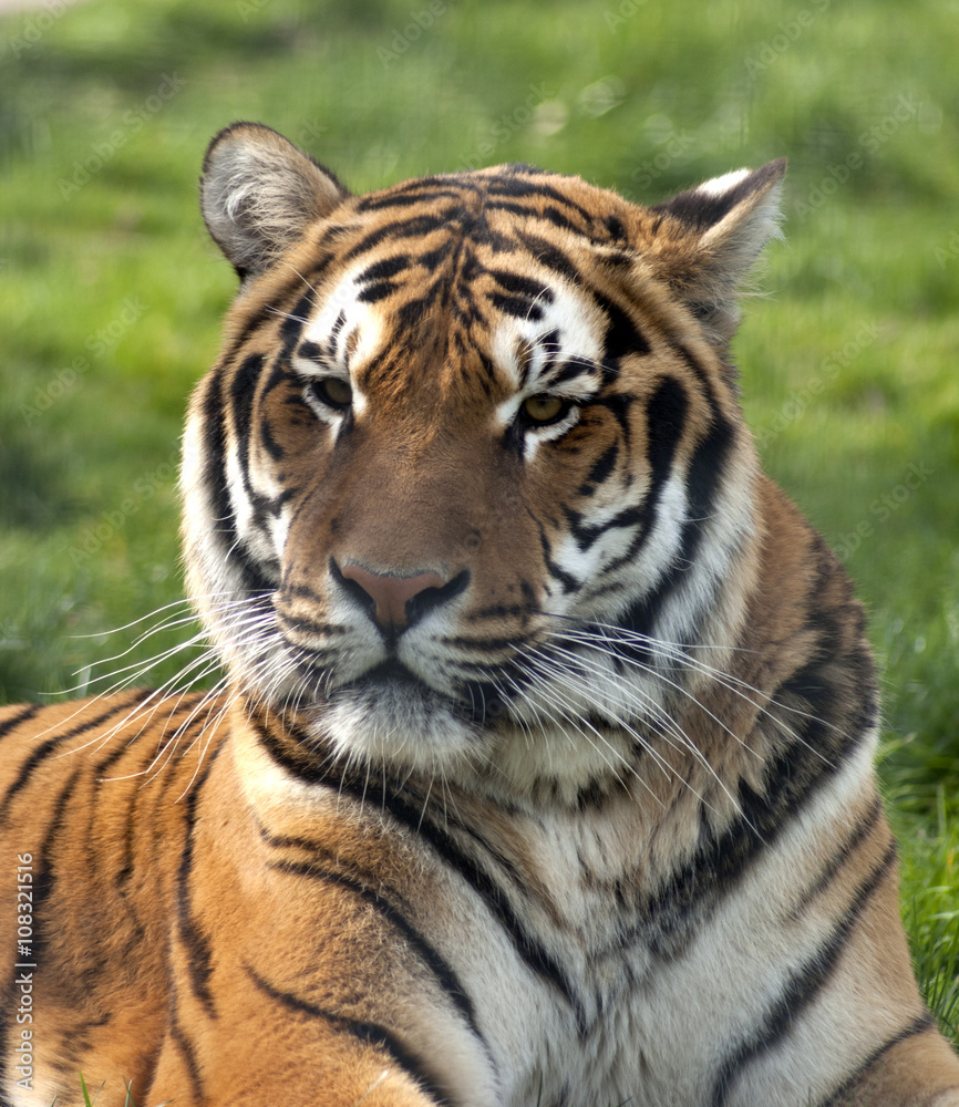 Tiger on the grass Tiger on the grass