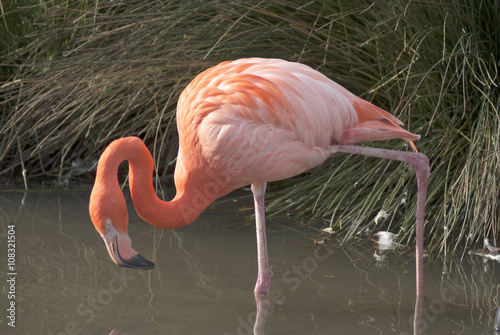 Flamingo in pond