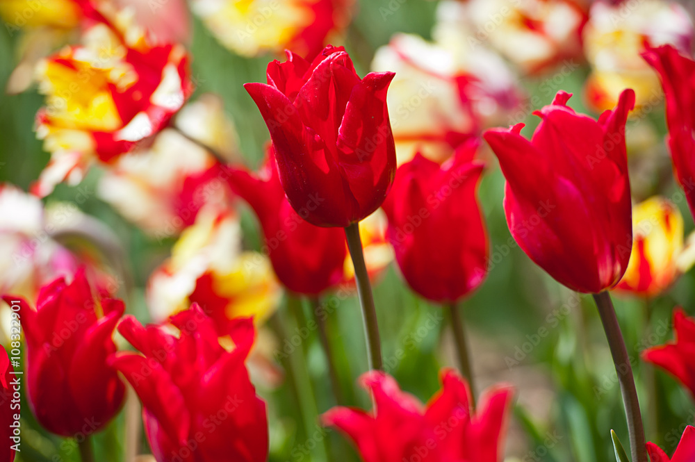 Fototapeta premium Tulips in garden in sunny day. Spring flowers. Gardening 
