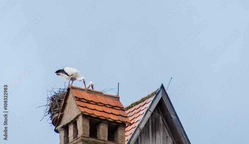 Störche im Nest beim Brüten