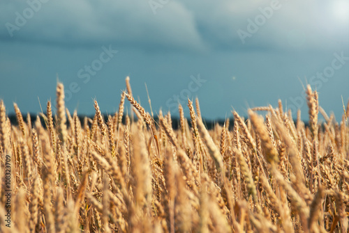Golden wheat field and beautiful sky
