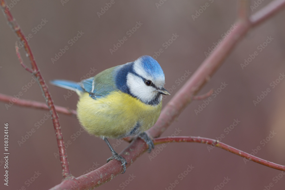blue tit on a branch closeup blue tit on a branch closeup