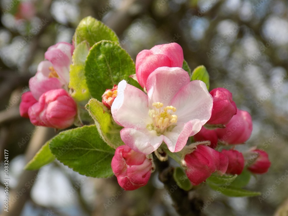 Obraz premium Flowering apple tree