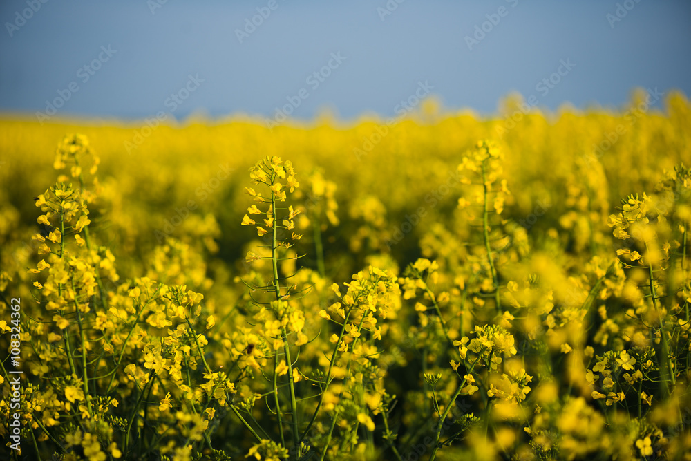 Rapeseed field, landscape with yellow rape flowers and blue sky.