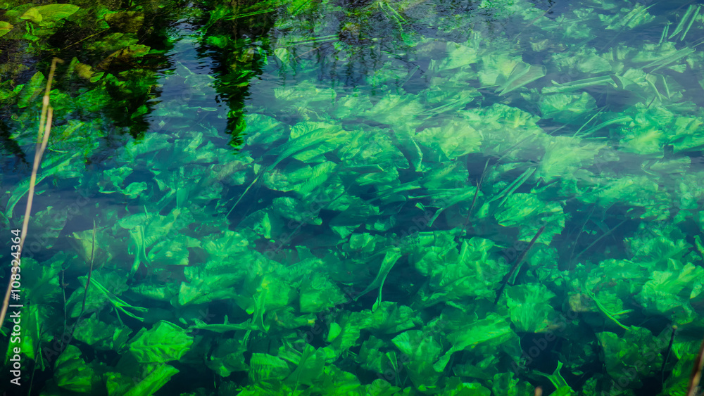 Abstract texture and pattern of green plants under the water