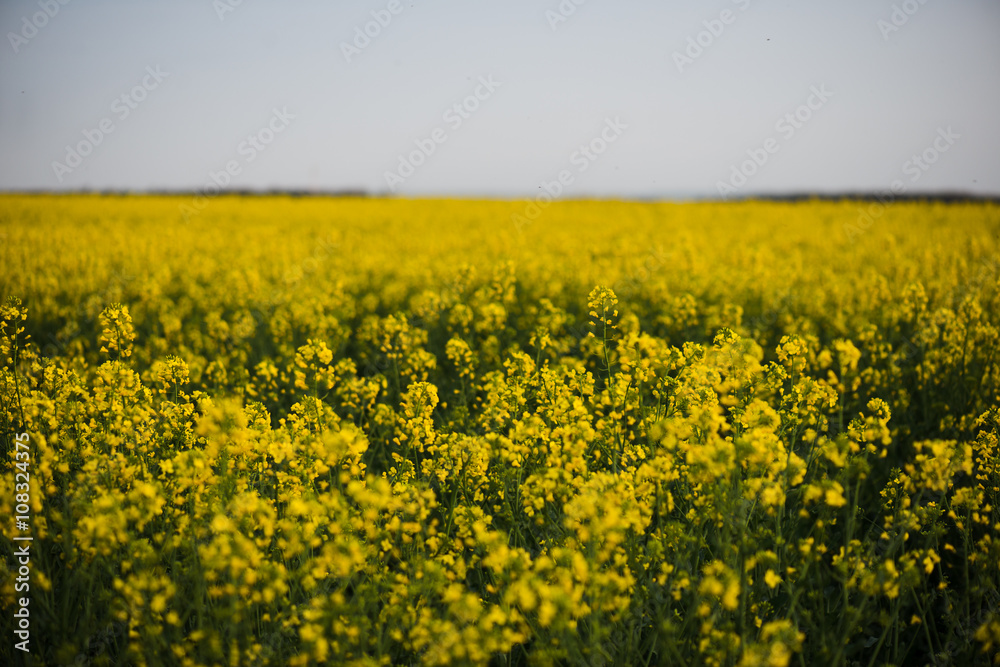 Rapeseed field, landscape with yellow rape flowers and blue sky.