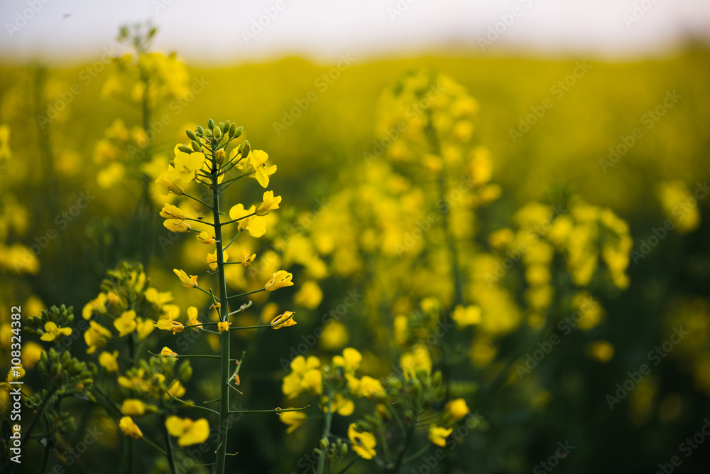 Close up of rapeseed flower. Close up of rapeseed flower.