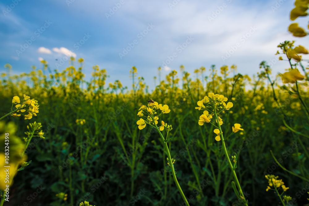 Bee on rapeseed flower, pollination under blue sky. Agricultural landscape.