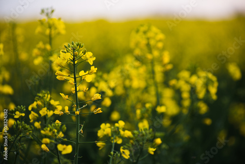 Close up of rapeseed flower.