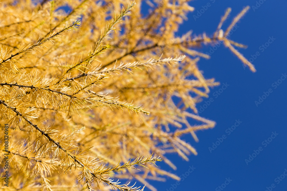 yellow tamarack larch tree in autumn against blue sky yellow tamarack larch tree in autumn against blue sky
