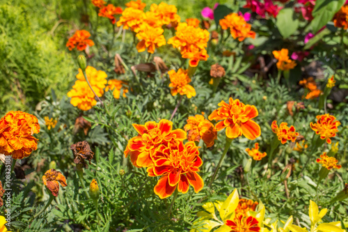 nursery decorative flower group. Close up shot © carles