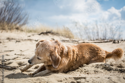 Billede på lærred Old mutt dog with floppy ears and gray face playing with a stick on the beach