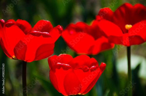 Tulips in the garden