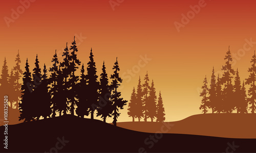 Silhouette of spruce in hills