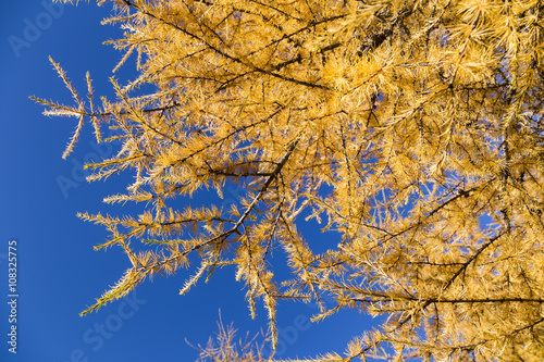 yellow tamarack larch tree in autumn against blue sky