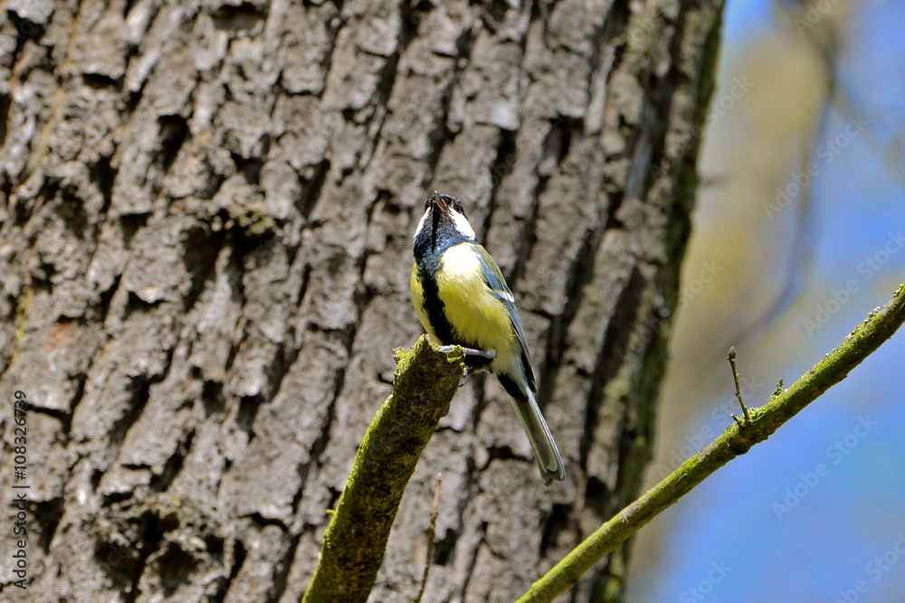 Fototapeta premium Mésange charbonnière, oiseau