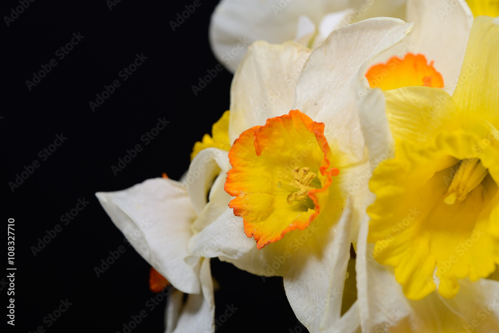 Obraz premium Close up photo of bouquet of white and yellow daffodils on black
